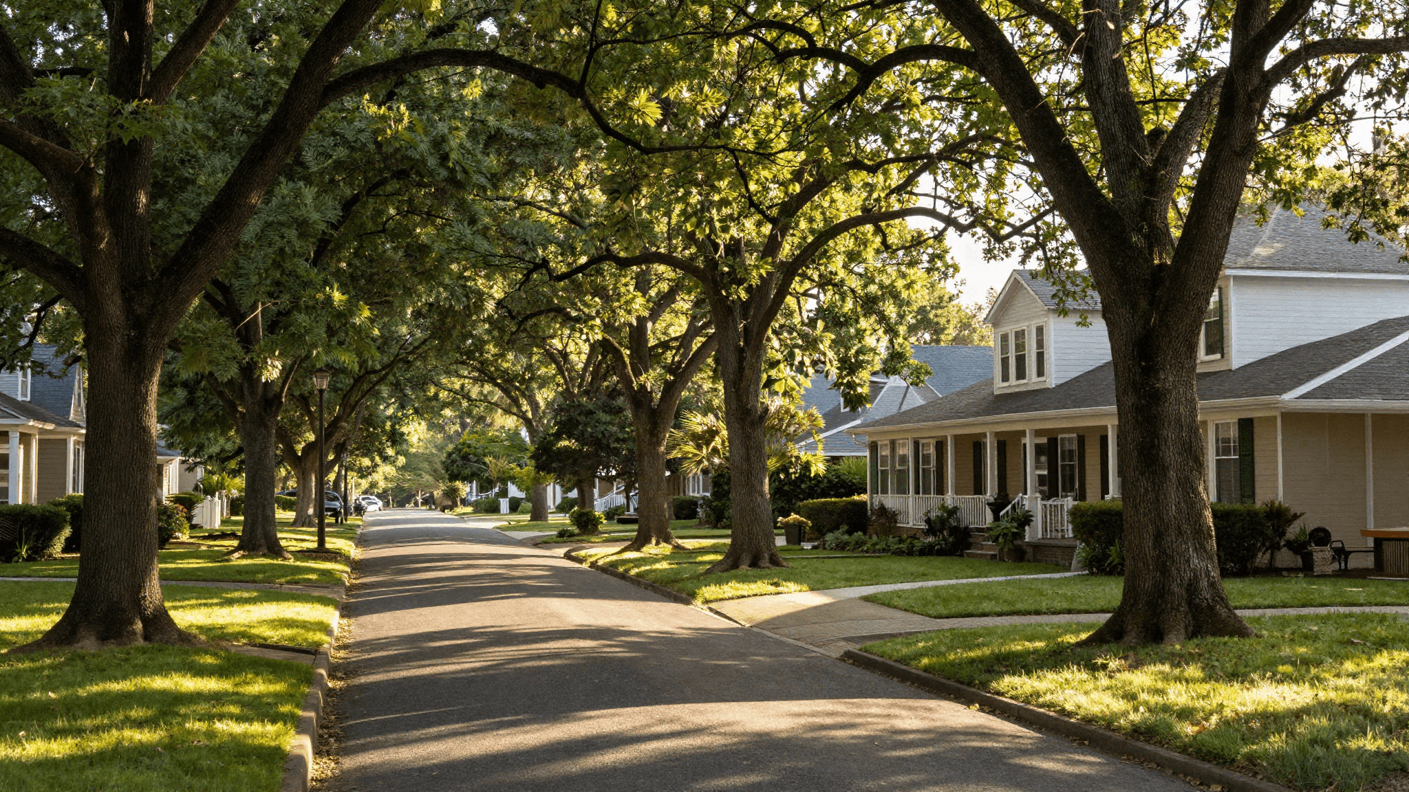 A quiet, tree-lined Long Island street at golden hour